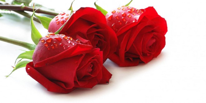 Hoa hồng đỏ tượng trưng cho tình yêu thương và sự may mắn