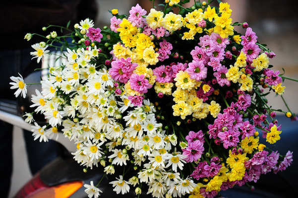 Hoa cúc dành tặng những cô giáo có tính cách dịu dàng, điềm đạm