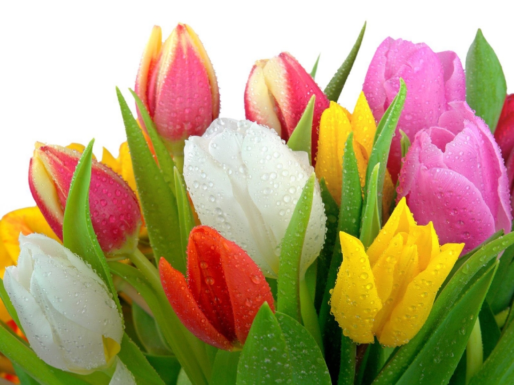 Nên chọn những bông hoa tulip vừa mới chớm nở