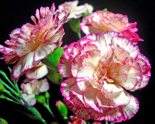 Hoa cẩm chướng xinh đẹp