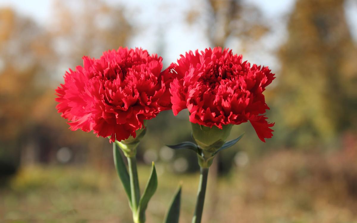 Hoa cẩm chướng đỏ rực tượng trưng cho tình yêu hay tình cảm sâu đậm mà người tặng muốn nhắn gởi