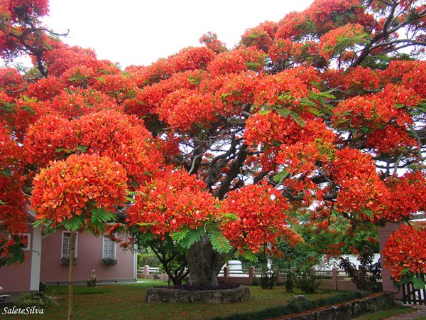 Vẻ đẹp lung linh của những loài cây đẹp nhất thế giới