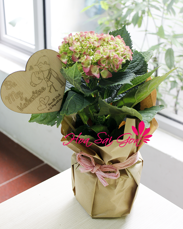 Sản phẩm được trồng trong một chiếc chậu nhỏ và được gói lại vô cùng tinh tế khéo léo