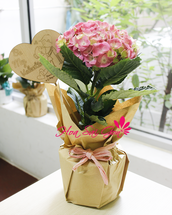 Hãy dành tặng chậu hoa bất tử Lưu luyến cho một nửa của mình nhân dịp Valentine Hãy dành tặng chậu hoa bất tử Lưu luyến cho một nửa của mình nhân dịp Valentine