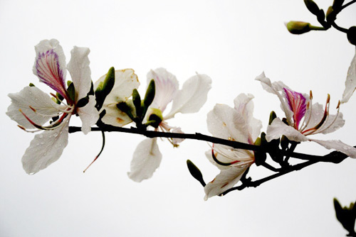 Tam Đường "dịu dàng" mùa hoa ban nở - 6