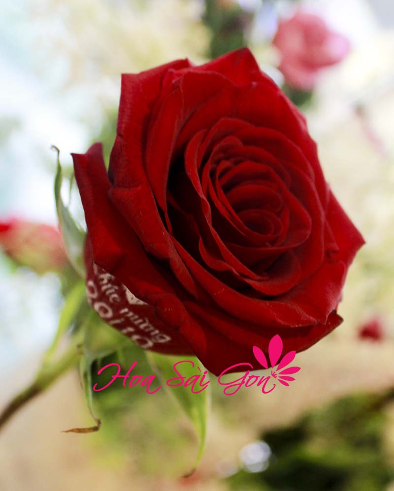 Đóa hoa hồng nhập Ecuador sắc màu rạng rỡ và tươi thắm