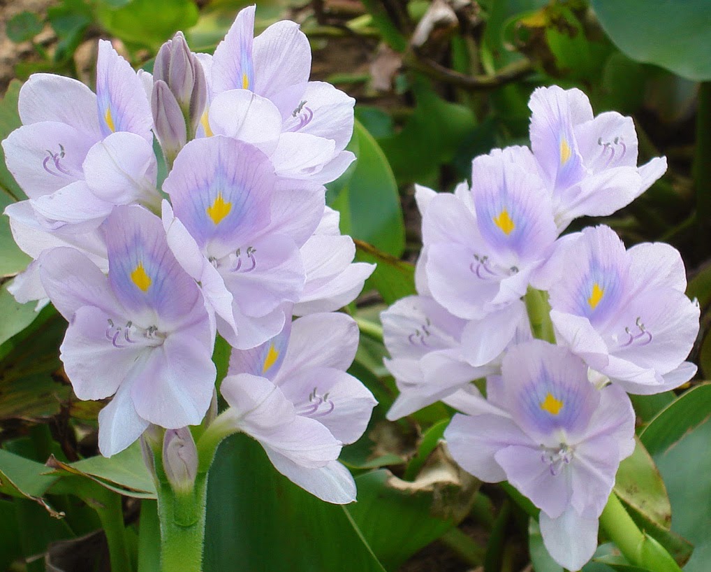 Hoa lục bình, loài hoa màu tím thủy chung 