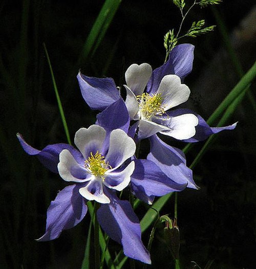 Khám phá 84+ hoa dại đẹp nhất thế giới không thể bỏ qua - Tin Học Vui