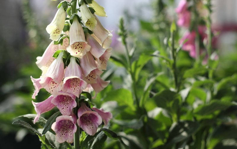 Hoa chùm pháo còn có tên gọi là mao địa hoàng là loài hoa đẹp với những chùm hoa có hình dáng giống như một ngọn tháp