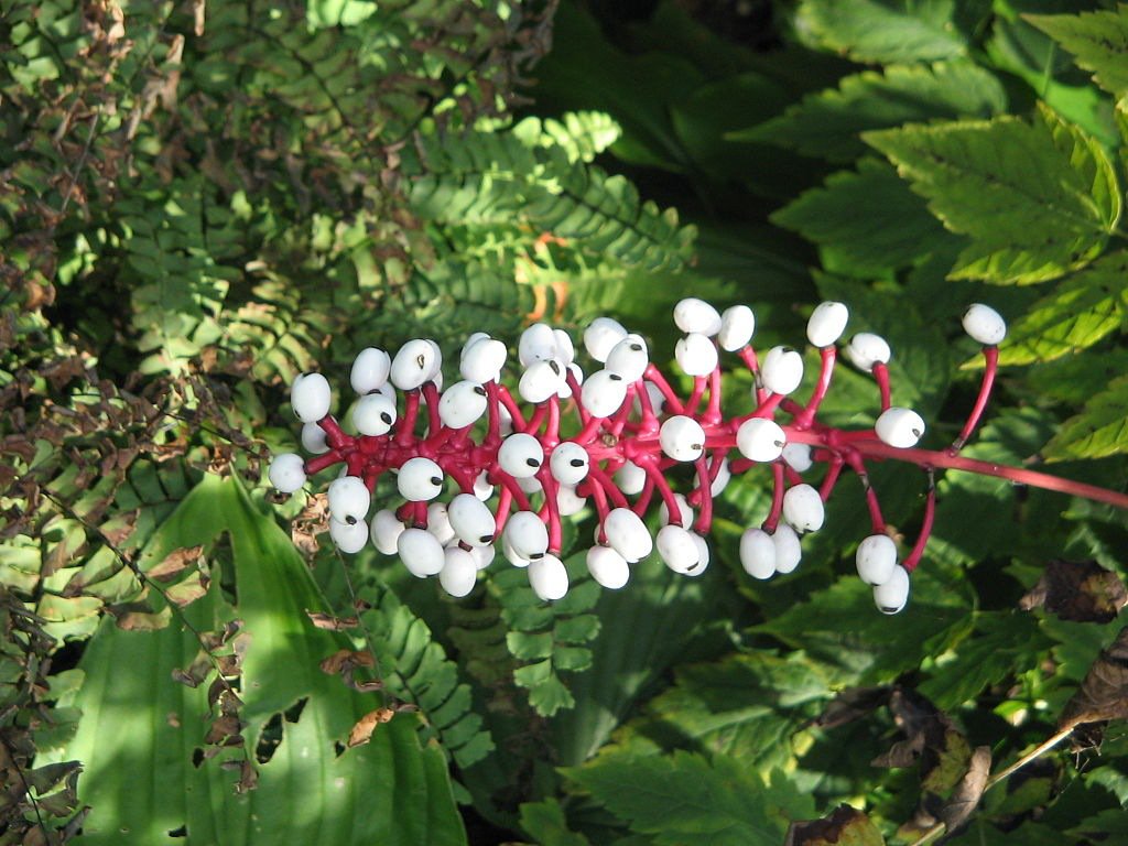 Baneberry là loài hoa xuất hiện nhiều ở vùng Đông và Bắc Mỹ