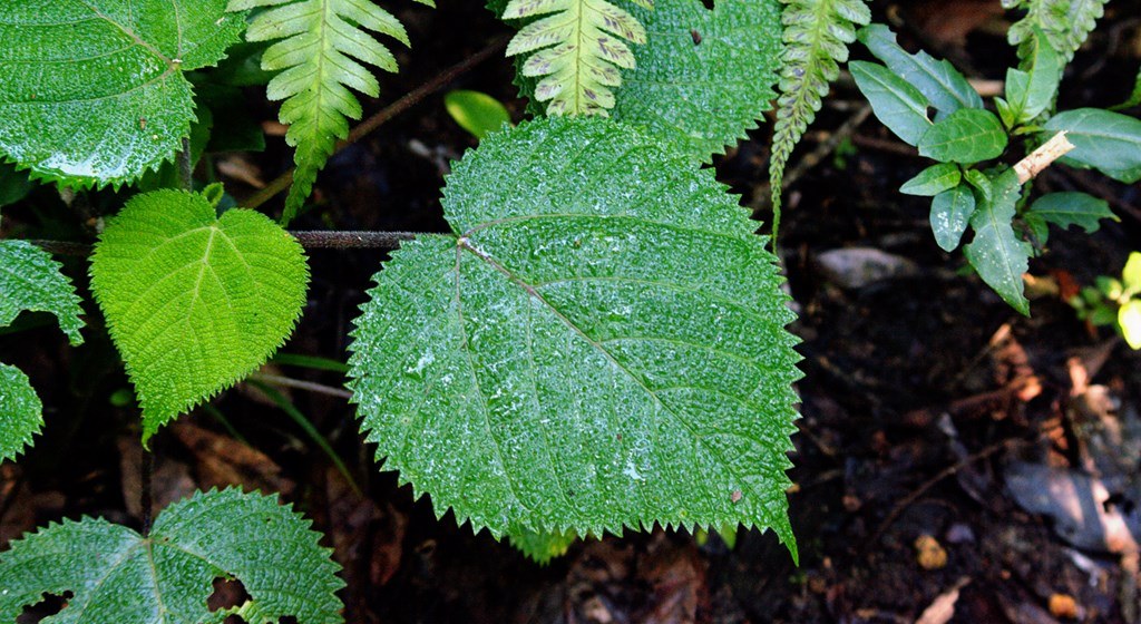 Cây lá ban là loài có những chiếc lá xanh rộng phủ đầy lông nhọn
