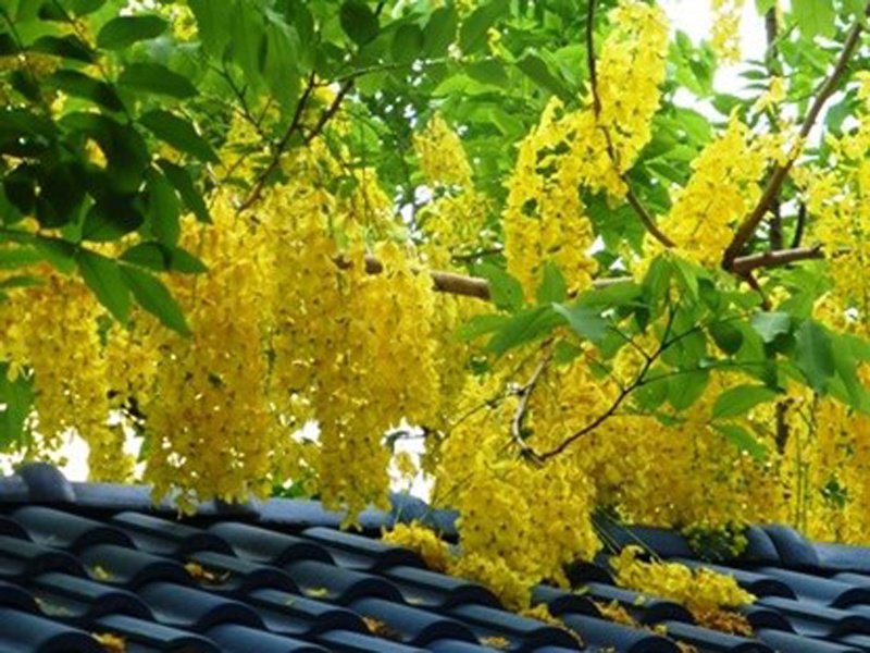 Hoa muồng hoàng yến còn có rất nhiều tên gọi khác nhau đó là hoa bò cạp vàng, hoa Osaka