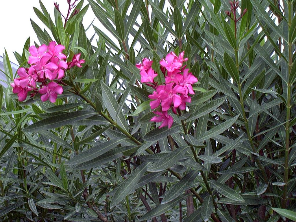 Hoa trúc đào với màu hồng nhẹ nhàng tuyệt đẹp thế nhưng nó lại la loài hoa có độc tính rất cao gây nguy hiểm đến hệ tim mạch