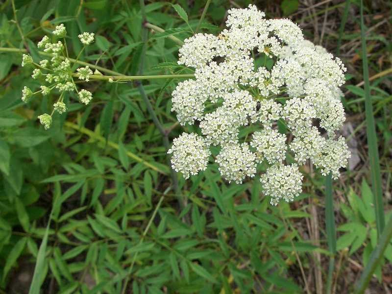 Cần nước là loài hoa với vẻ đẹp dịu dàng, nhẹ nhàng mỹ miều và mong manh thế nhưng đây là loài thực vật độc hại nhất ở Bắc Mỹ