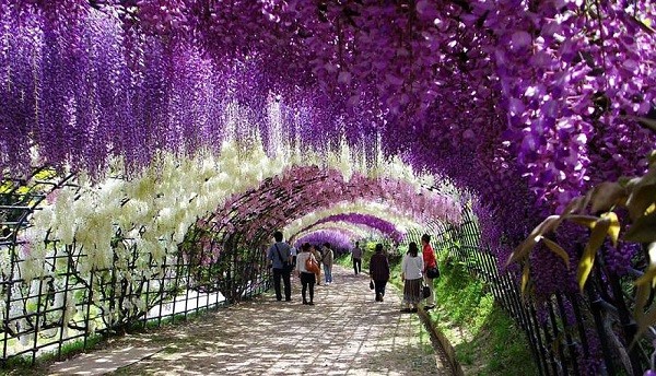 Đẹp kinh ngạc vườn hoa "tình yêu vĩnh cửu" ở Nhật Bản
