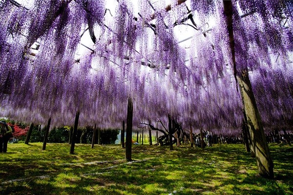 Đẹp kinh ngạc vườn hoa "tình yêu vĩnh cửu" ở Nhật Bản