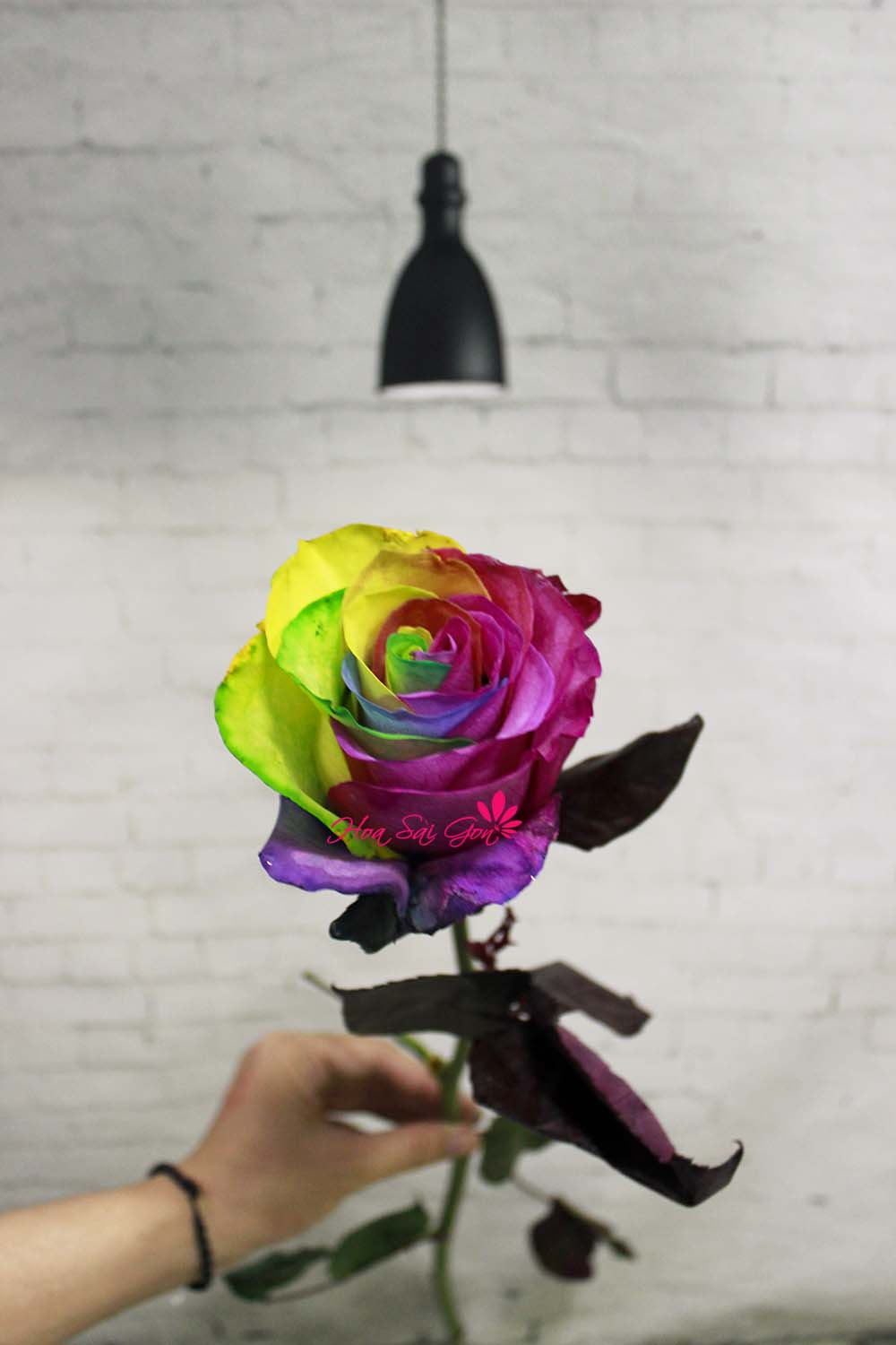 Hoa hồng cầu vồng với 7 màu sắc bắt mắt sẽ giúp bạn ghi điểm trong mắt cô ấy