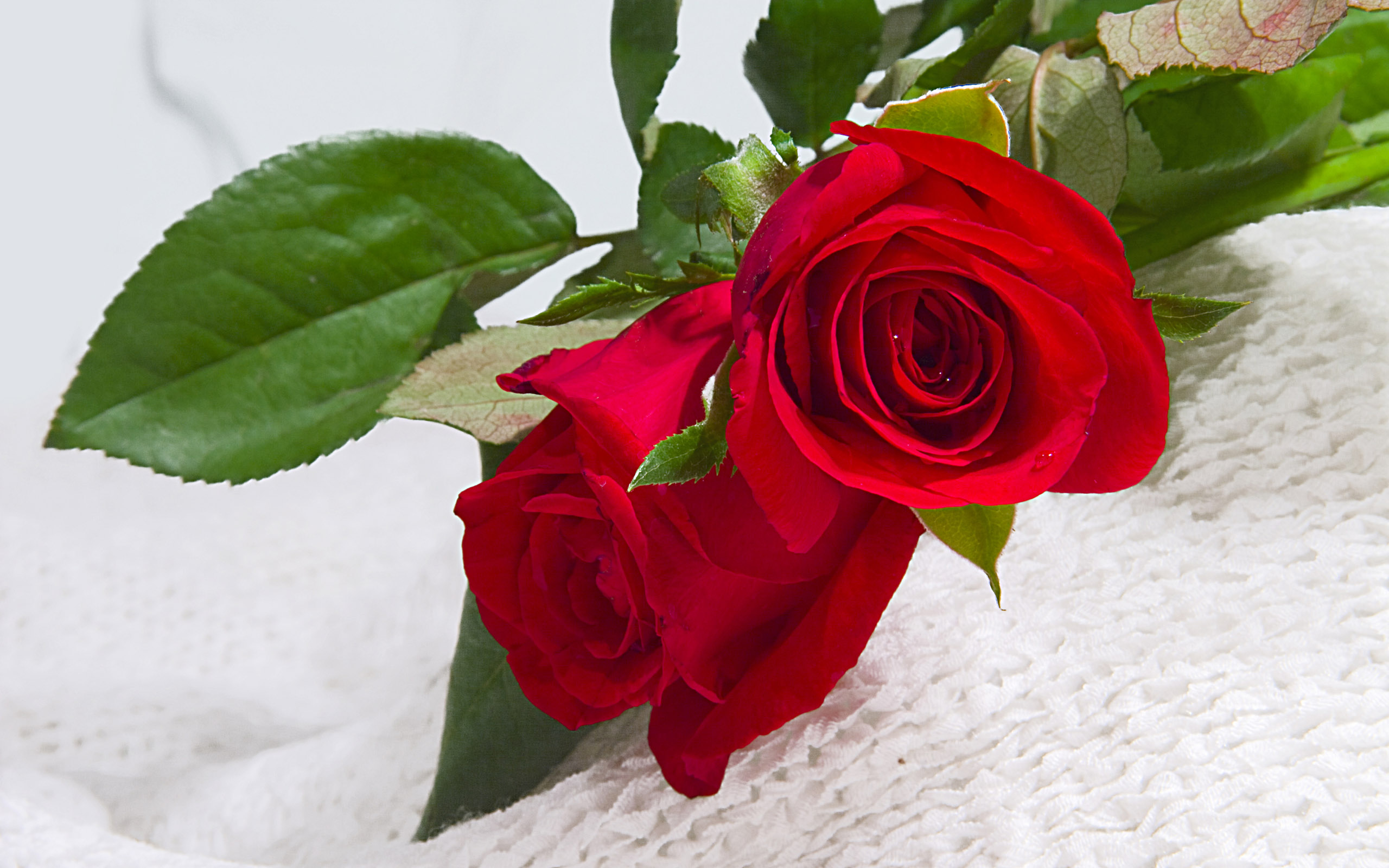 Chắc chắn các cô vợ sẽ rất hạnh phúc khi nhận được những bông hoa hồng tươi thắm từ người chồng của mình