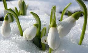 Hoa giọt tuyết và những câu chuyện vào mùa đông