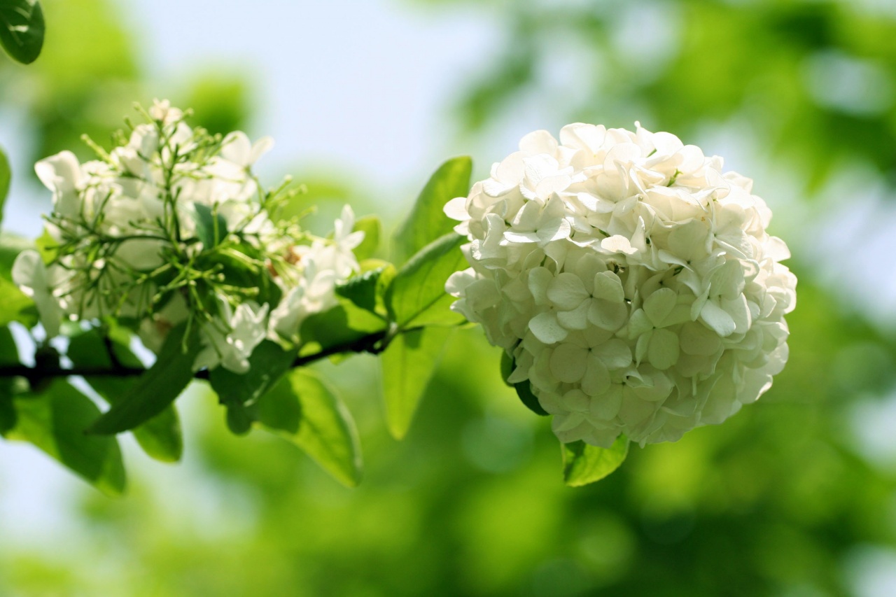 hoa cẩm tú cầu trắng
