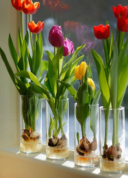Hoa tulip trong ngày tết tượng trưng cho những điều may mắn