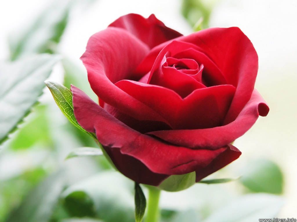 Tâm hồn hoa hồng là một nguồn cảm hứng vô tận. Hãy nhìn vào một bức ảnh hoa hồng, bạn sẽ cảm nhận được sự tươi mới và thanh tịnh như chính những đóa hoa đang nở rực rỡ trước mắt.