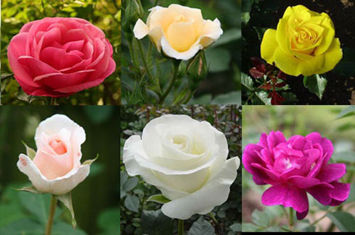 Giới thiệu các loại hoa hồng