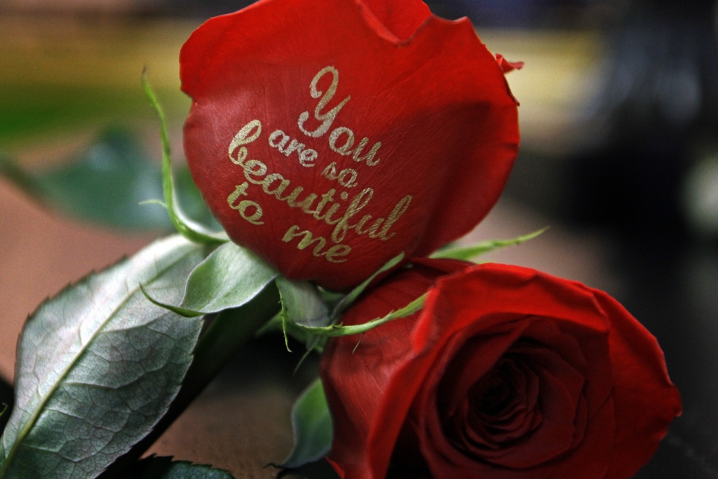 Những dòng chữ ngọt ngào tràn đầy tình cảm yêu thương được in khéo léo trên đóa hoa hồng tươi thắm