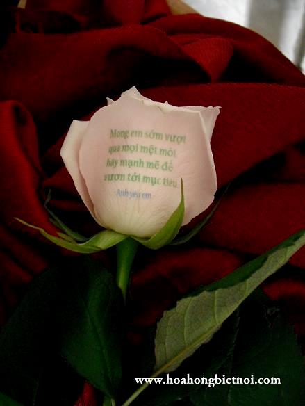 Hoa hồng biết nói tặng người yêu thương