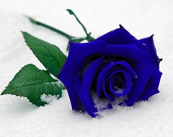 Hoa hồng xanh tượng trưng cho tình yêu vĩnh cửu
