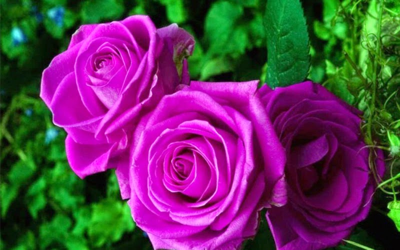 Tặng hoa hồng tím cho thấy rằng bạn yêu người đó từ thời điểm bạn nhìn thấy họ