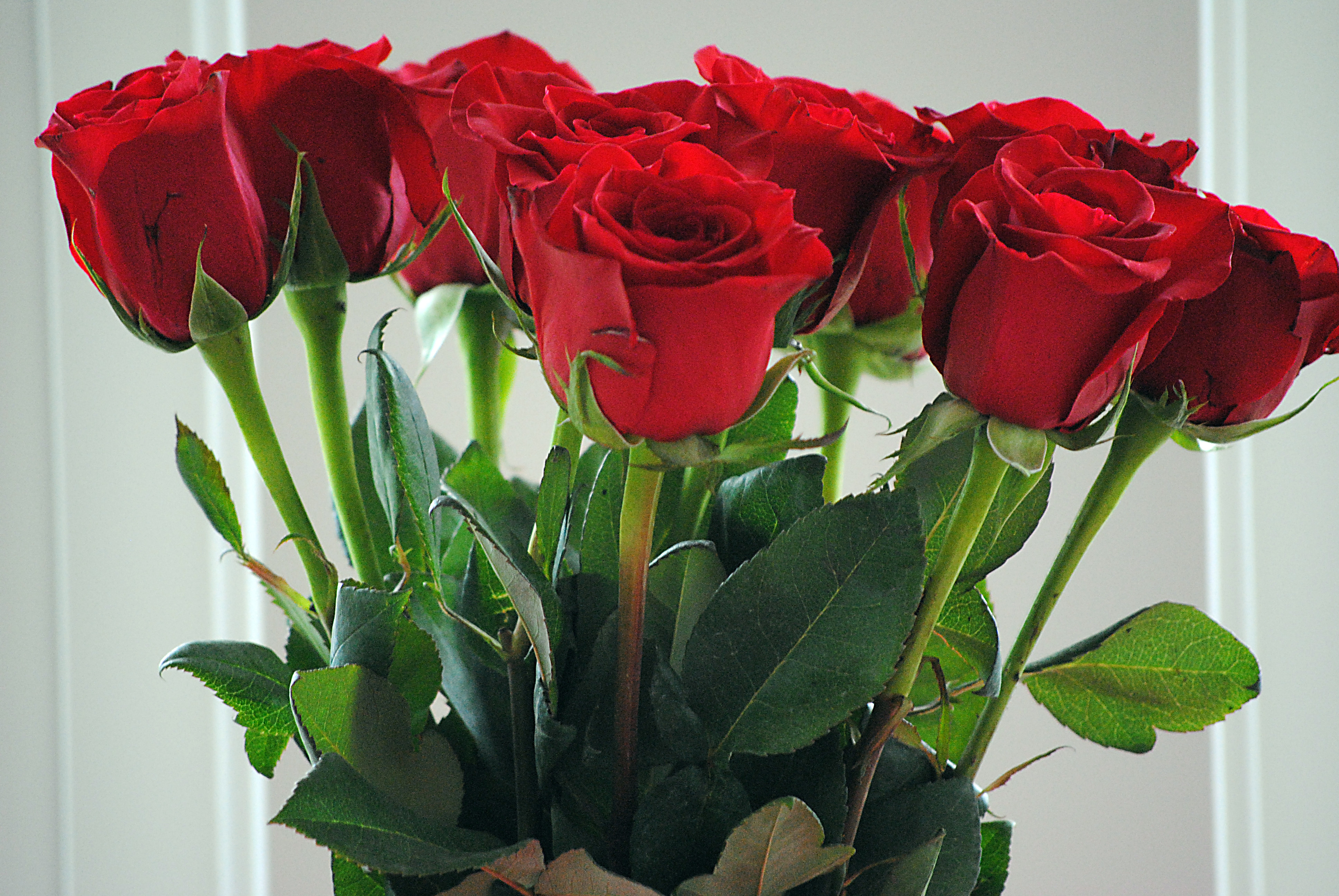 Bên cạnh bạn gái, có thể chọn một bó hoa hồng đỏ cho ngày sinh nhật của mẹ