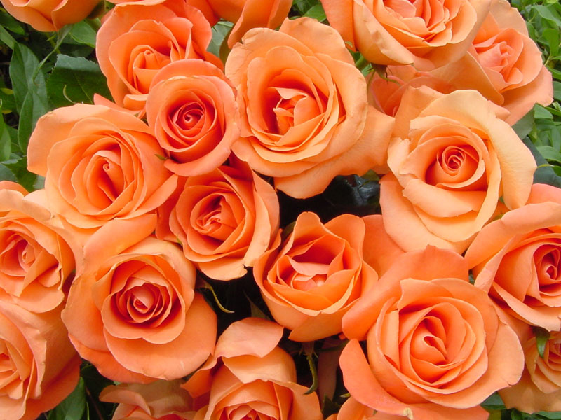 hoa hồng cam được dùng để tặng sinh nhật người bạn gái mới quen để tỏ ý muốn tìm hiểu kỹ hơn về đối phương