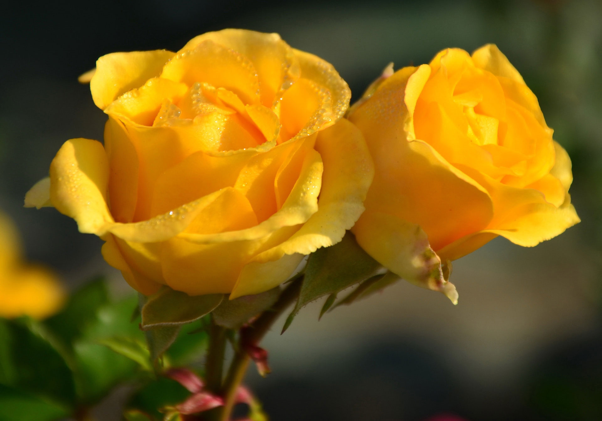 Hoa hồng vàng một tương lai rạng ngời và hạnh phúc
