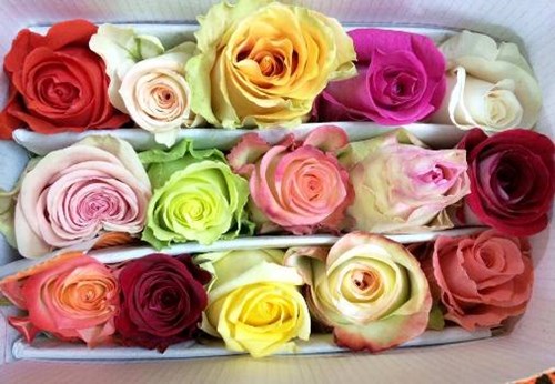 Hoa hồng là loài hoa tượng trưng cho những cô nàng sinh vào tháng 6