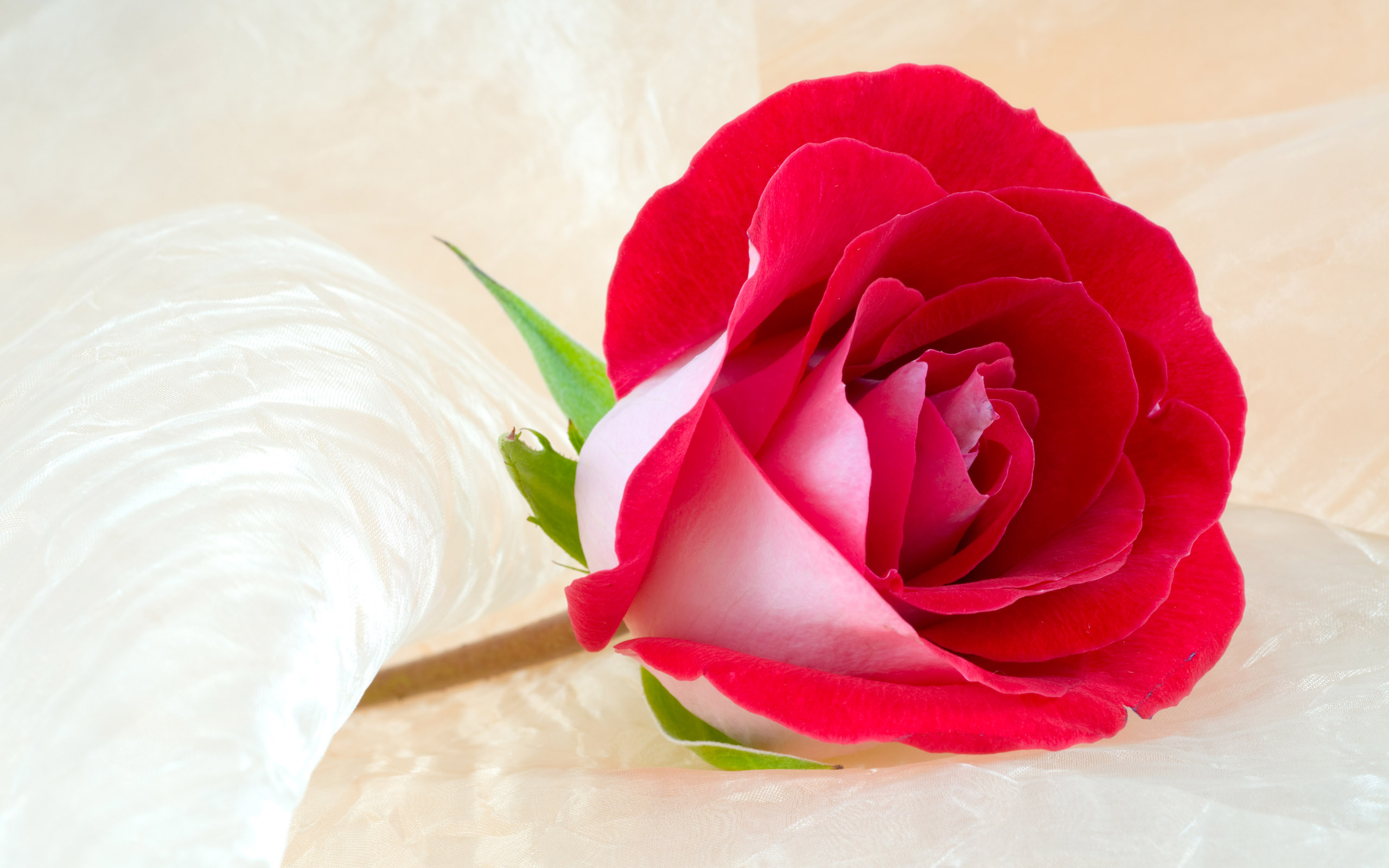 Hoa hồng đỏ là tình yêu mãnh liệt và nồng cháy