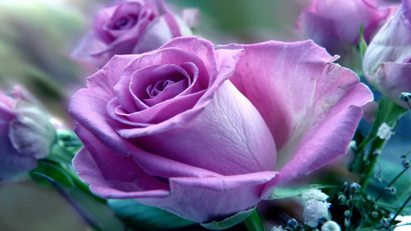 Hoa hồng tím rất hiếm trong tự nhiên chủ yếu là do sự lai tạo giữa các giống hoa hồng với nhau
