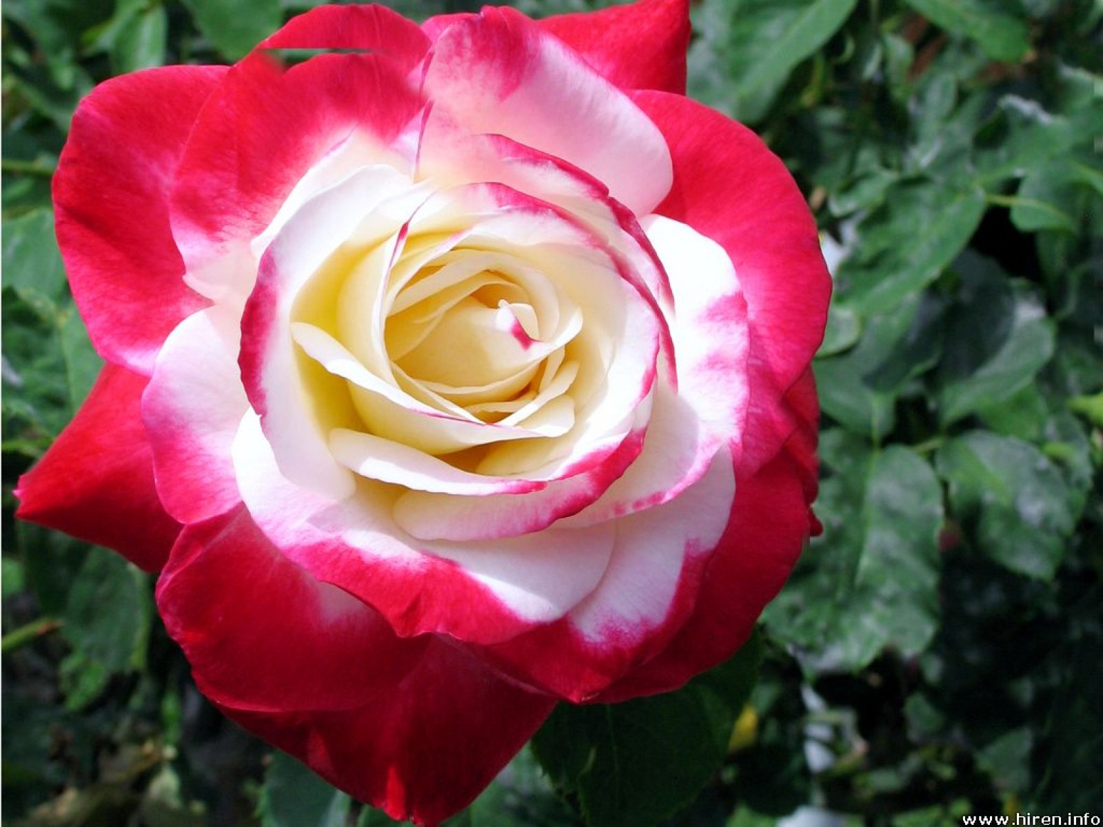 Hoa hồng viền trắng