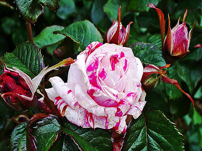 Hoa hồng viền trắng
