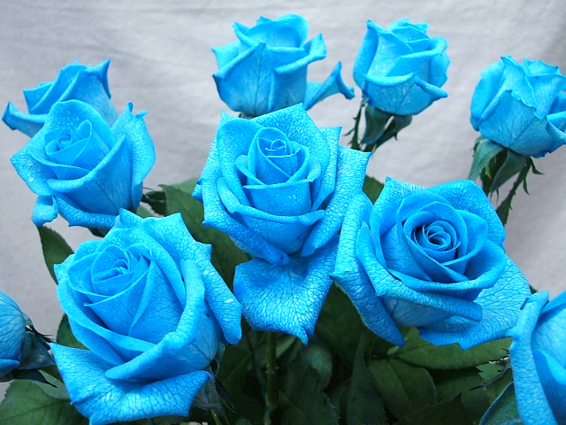 hoa hồng xanh nho