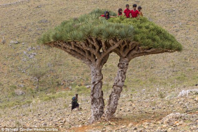 Những loài cây kỳ dị không kém phần đáng yêu tại đảo Socotra trên Ấn Độ