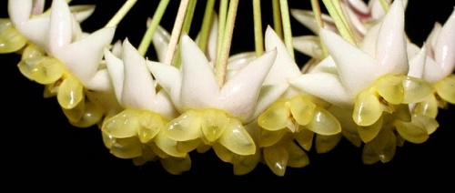 Cẩm cù cuống dài (Hoya longipedunculata)