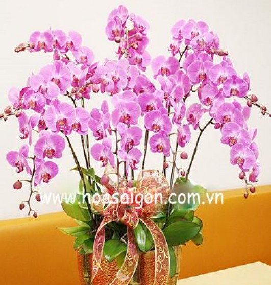 Hoa phong lan là món quà ý nghĩa vào ngày Tết