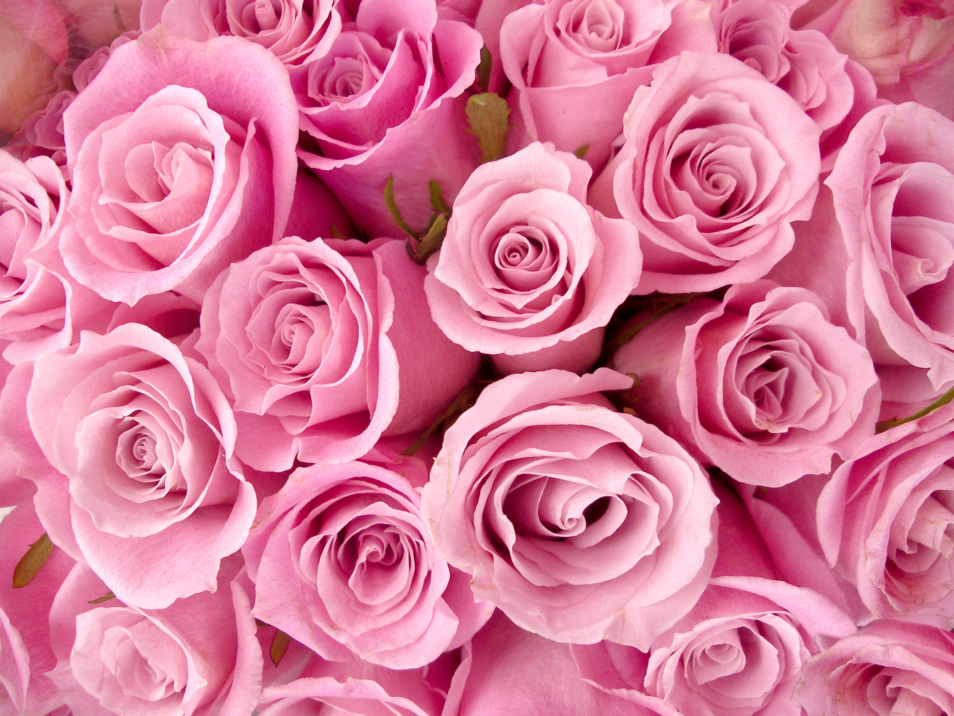 Những loài hoa đẹp màu hồng
