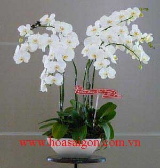 Hoa phong lan PL03