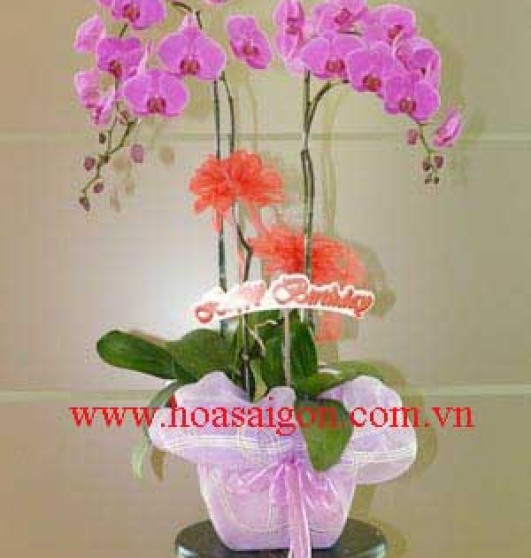 Hoa phong lan PL04