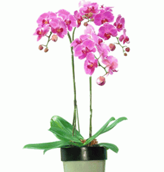 Hoa phong lan PL08
