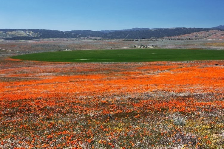 Sứ sở hoa Poppy vào mùa hè nóng bức tại California