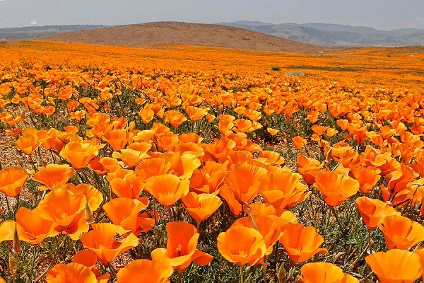 Sứ sở hoa Poppy vào mùa hè nóng bức tại California