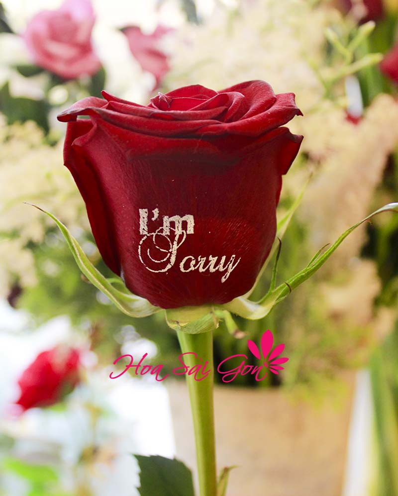 Đóa hoa hồng Euador màu đỏ tươi tắn với thông điệp I’m Sorry